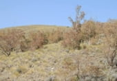 Rural estate for sale on Pechina, ref: TR59382 photo