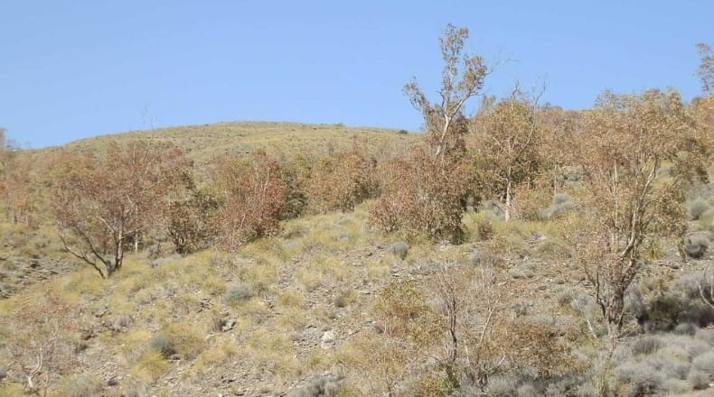 Ciudad Real - Villanueva de los Infantes - 320000m2