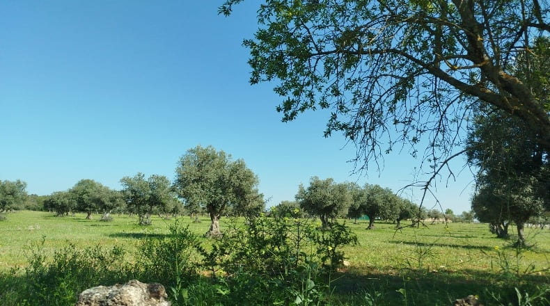 Comunidad de Madrid - Carabaña - 1000000m2