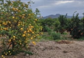 Non-developable land for sale on Carril del Chirlanco, Murcia, ref: TR105707 photo