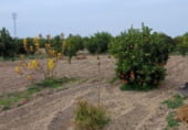 Non-developable land for sale on Carril del Chirlanco, Murcia, ref: TR105707 photo