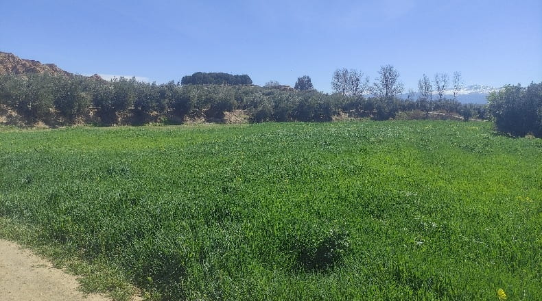 Granada - Guadix - 5100m2