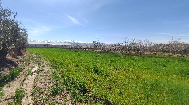 Granada - Guadix - 5100m2