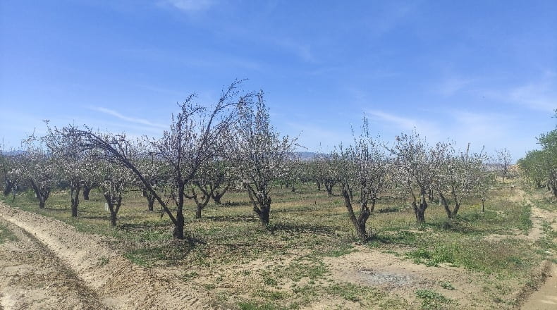 Granada - Guadix - 5100m2