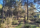 Rural estate for sale on Carretera de Molina a Cuevas, Corduente, ref: TR105720 photo