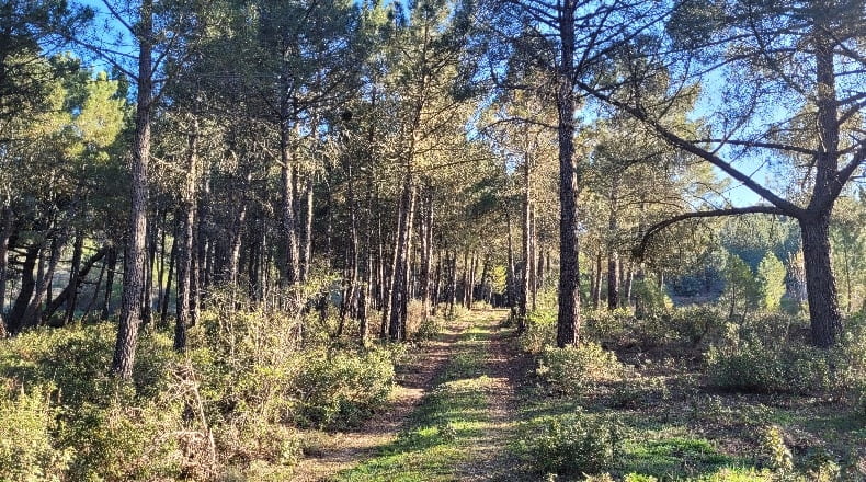 Guadalajara - Corduente - 58000m2