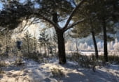 Rural estate for sale on Carretera de Molina a Cuevas, Corduente, ref: TR105720 photo