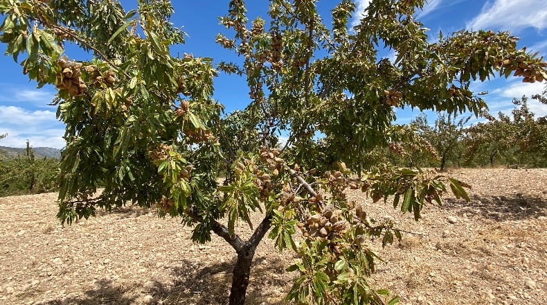 Granada - Castilléjar - 69000m2