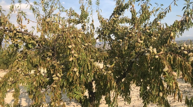 Granada - Castilléjar - 69000m2