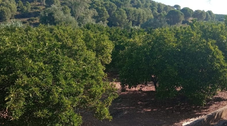 Valencia - Barcheta - 5342m2
