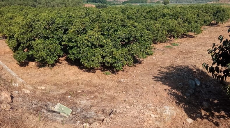 Valencia - Barcheta - 5342m2