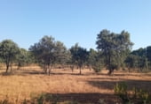 Land suitable for development for sale on Gregorio, Torre de Arcas, ref: TR105973 photo