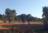 Land suitable for development for sale on Gregorio, Torre de Arcas, ref: TR105973 photo