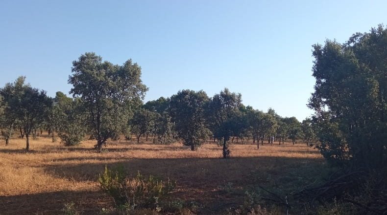 Teruel - Torre de Arcas - 33400m2
