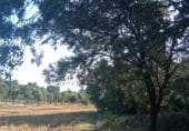 Land suitable for development for sale on Gregorio, Torre de Arcas, ref: TR105973 photo