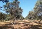 Land suitable for development for sale on Gregorio, Torre de Arcas, ref: TR105973 photo