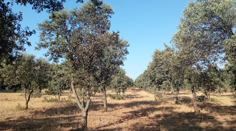 Teruel - Torre de Arcas - 33400m2
