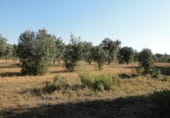 Land suitable for development for sale on Gregorio, Torre de Arcas, ref: TR105973 photo