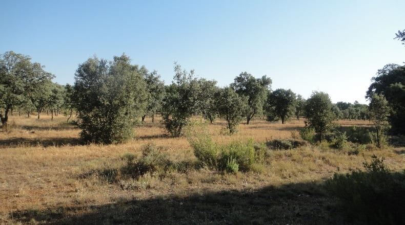 Teruel - Torre de Arcas - 33400m2