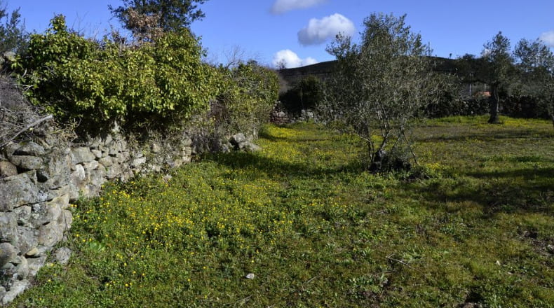 Cáceres - Hoyos - 9200m2