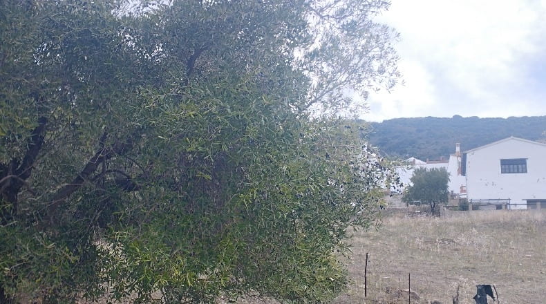 Málaga - Jimera de Líbar - 2970m2