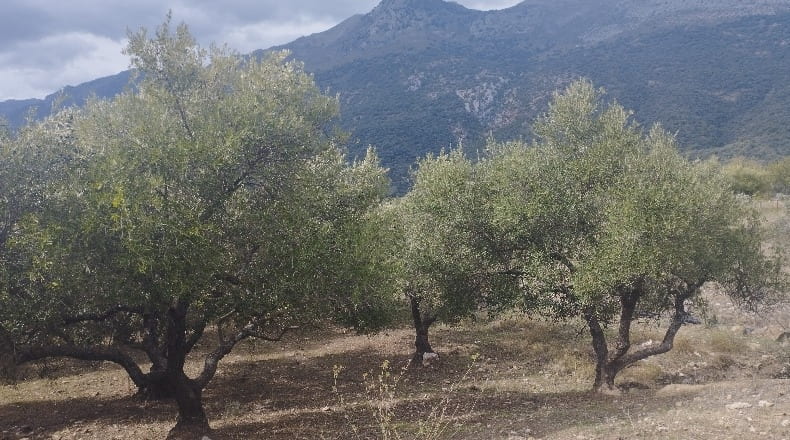 Málaga - Jimera de Líbar - 2970m2