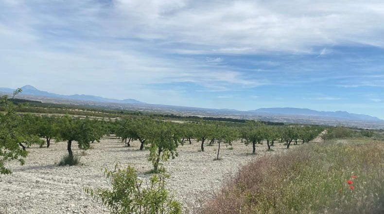Granada - Baza - 105000m2