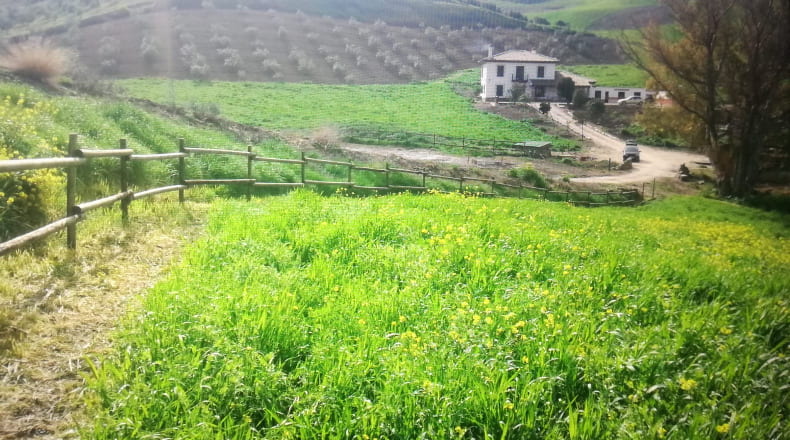 Cádiz - Venta de Leche - 50000m2
