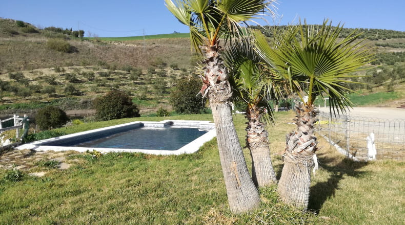Cádiz - Venta de Leche - 50000m2
