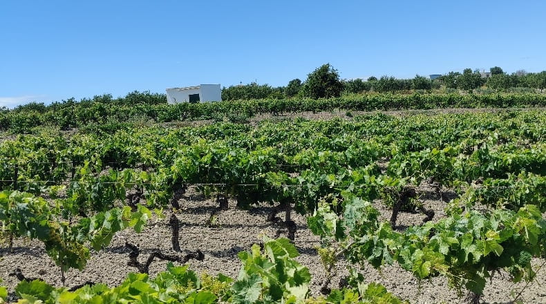 Cádiz - Trebujena - 2417m2