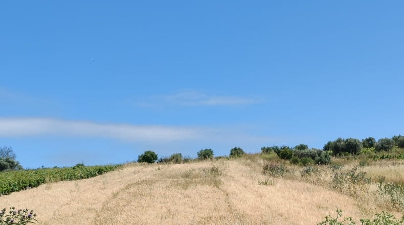 Cádiz - Trebujena - 2417m2