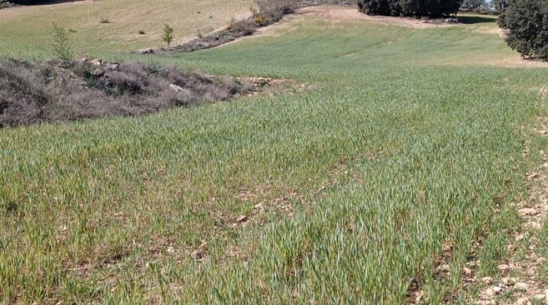 Albacete - El Bonillo - 12588m2