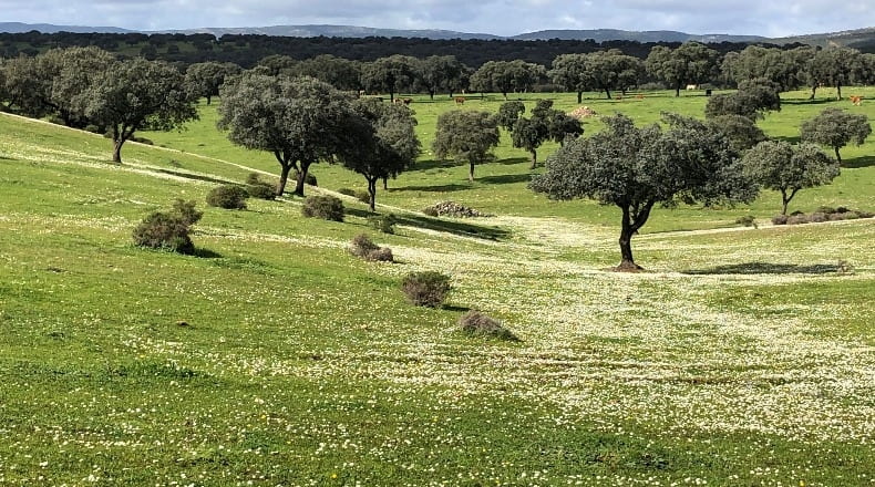 Ciudad Real - Almadenejos - 11000000m2