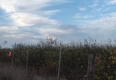 Земля на продажу у города Algorfa Фото
