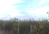 Земля на продажу у города Algorfa Фото