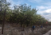 Земля на продажу у города Algorfa Фото