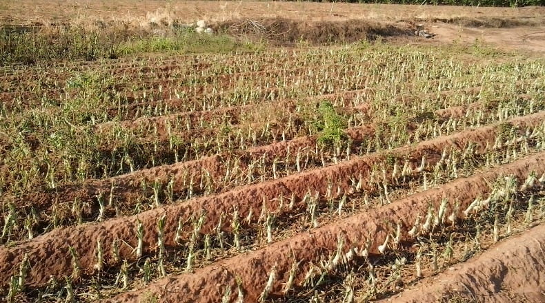 Tarragona - la Masó - 8424m2