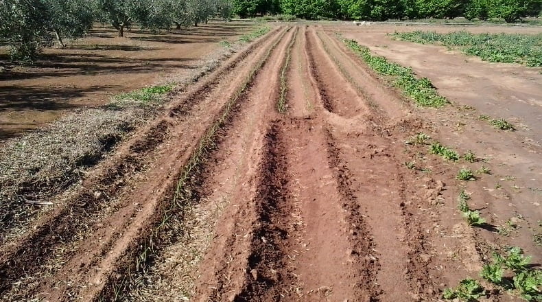 Tarragona - la Masó - 8424m2