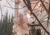 Отдельно стоящий дом с участком на продажу в городе Alomartes Фото