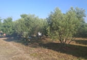 Finca rústica en venta en la Machacón, Casarrubios del Monte, ref: TR108139 foto