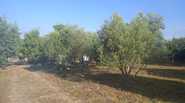 Toledo - Casarrubios del Monte - 2000m2