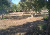 Finca rústica en venta en la Machacón, Casarrubios del Monte, ref: TR108139 foto