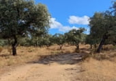 Rural estate for sale on N-630, Santa Olalla del Cala, ref: TR108274 photo