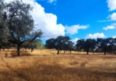 Rural estate for sale on N-630, Santa Olalla del Cala, ref: TR108274 photo