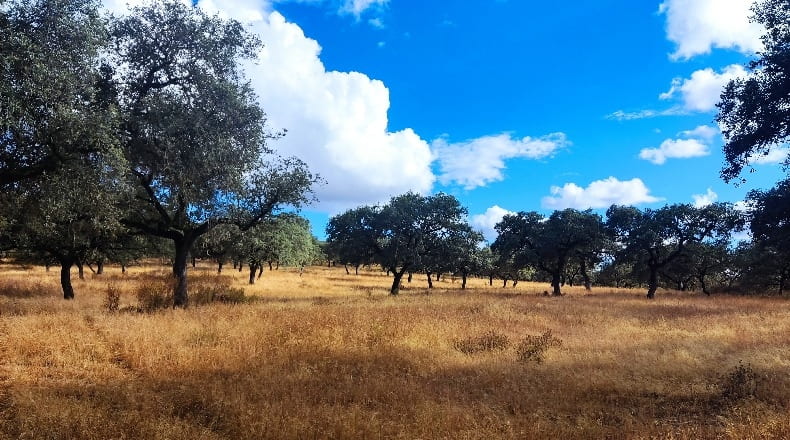 Huelva - Santa Olalla del Cala - 840000m2