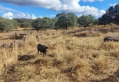 Rural estate for sale on N-630, Santa Olalla del Cala, ref: TR108274 photo