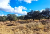 Rural estate for sale on N-630, Santa Olalla del Cala, ref: TR108274 photo