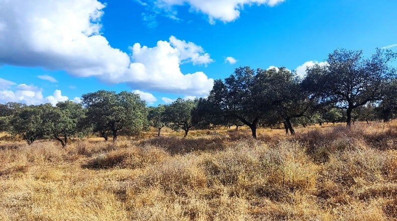 Huelva - Santa Olalla del Cala - 840000m2
