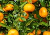 Земля на продажу у города Quart de Poblet Фото