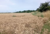 Земля, подлежащая урбанизации на продажу у города Salt Фото
